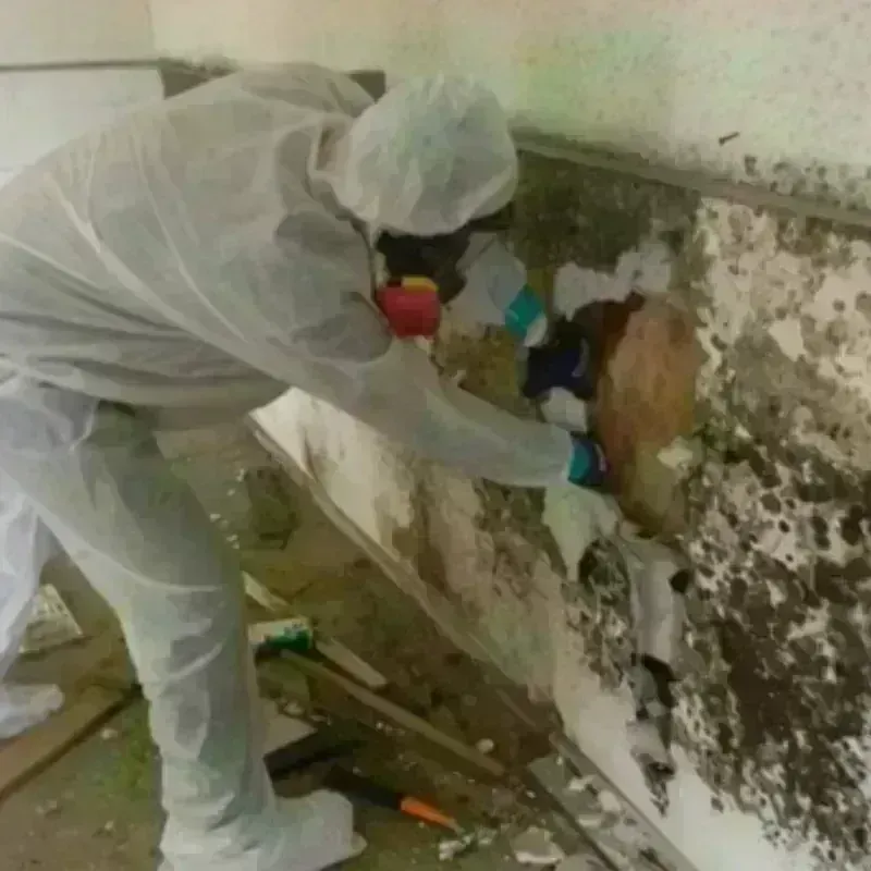 Mold Remediation and Removal in North Olmsted, OH